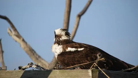 Osprey in Nest Stock Footage 74906872
