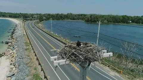 Osprey in nest in the hamptons v2 動画素材 108350357