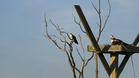 Osprey in Nest Mate in Tree Stock Footage 74906853