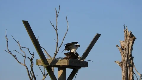 Osprey in Nest Mating Stock Footage 74906774