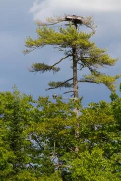 Osprey Nest 스톡 사진