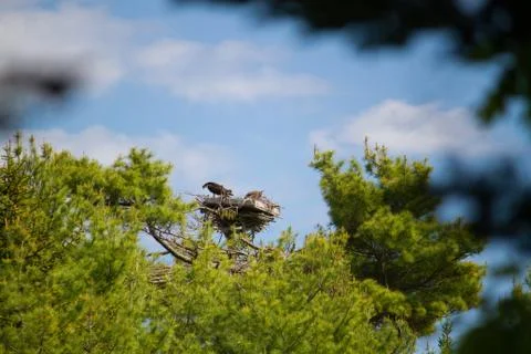 Osprey in Nest Stock Photos