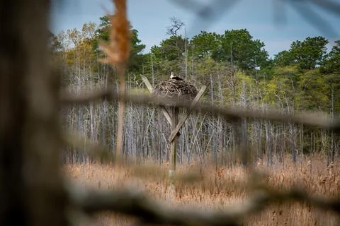 Osprey on Nest Stock Photos