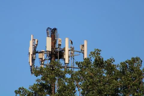 Osprey Nest 库存照片