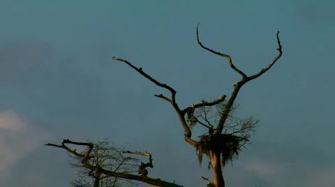 Osprey Nesting 0013VF Stock Footage 547784