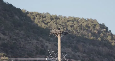 Osprey Nesting Behavior at Nest – 7K Wildlife Footage (nest building) Stockbeeldmateriaal 333266815