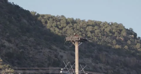 Osprey Nesting Behavior at Nest – 7K Wildlife Footage (Launch) Stockbeeldmateriaal 333267006