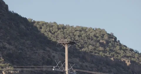 Osprey Nesting Behavior at Nest – 7K Wildlife Footage (nesting) Stockbeeldmateriaal 333267108