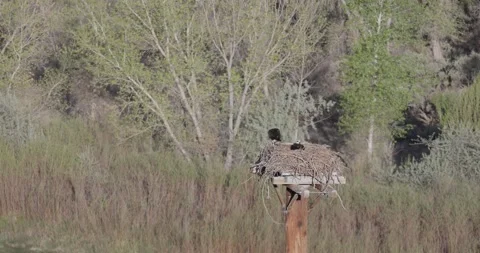 Osprey Nesting Behavior at Nest – 7K Wildlife Footage (Pair Nesting Eating) Stockbeeldmateriaal 333267286