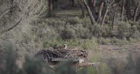 Osprey Nesting Behavior at Nest – 7K Wildlife Footage  Stockbeeldmateriaal 333273305