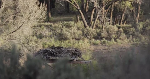 Osprey Nesting Behavior at Nest – 7K Wildlife Footage  Stockbeeldmateriaal 333273447