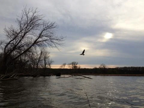 Osprey nesting on the Potomac River Photos