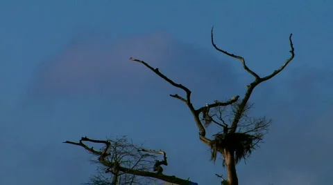 Osprey NestingWide 000414 Stock Footage