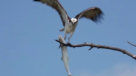 Osprey with open wings and fish 스톡 동영상 76005983