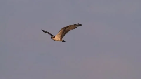Osprey or Fish Hawk Bird Flying in Flight in Sky in Summer in South Dakota Stock-Footage 148445551