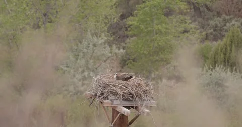 Osprey, osprey nest, nesting platform, nest pole, alert osprey, scanning behavio Stockbeeldmateriaal 334136325