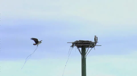 Osprey Pair Build Nest on Platform Stock Footage