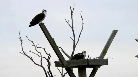 Osprey Pair at Nest Stock Footage 74221990