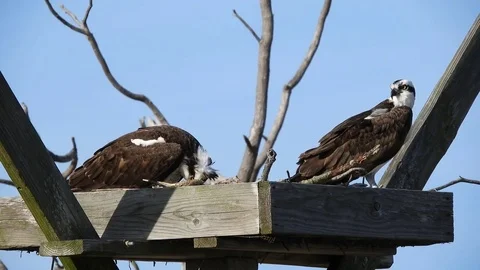 Osprey Pair in Nest Stock Footage 74906862