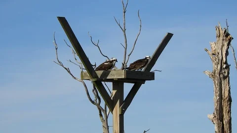 Osprey Pair in Nest Stock Footage 74906882
