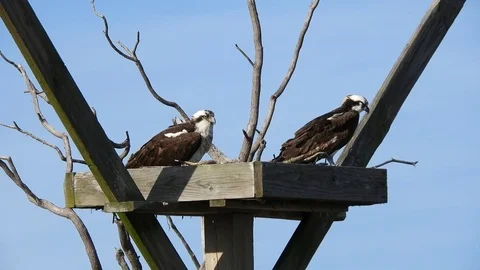 Osprey Pair in Nest Stock Footage 74906897