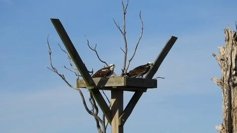 Osprey Pair in Nest Stock Footage 75847234