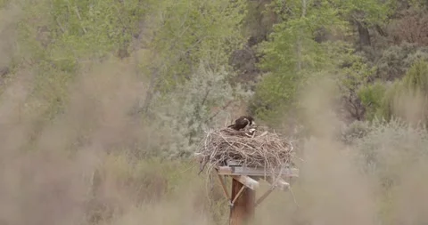 Osprey Pair in Nest, One Incubating One Preening, San Juan Osprey Nest Series Stockbeeldmateriaal 334136509