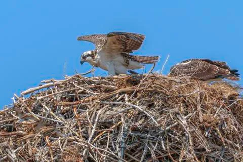 Osprey Pair Stock Photos