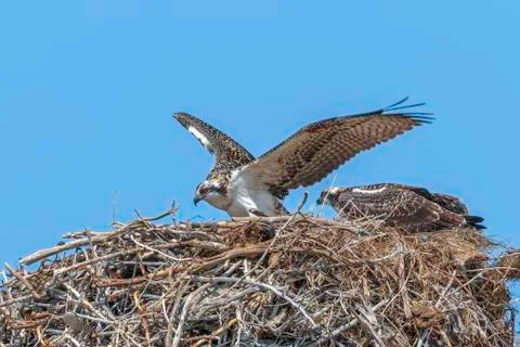 Osprey Pair Foto stock