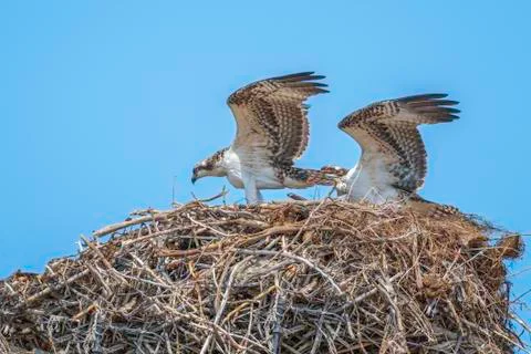 Osprey Pair Foto stock