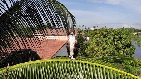 Osprey on Palm Stock Footage 94155503