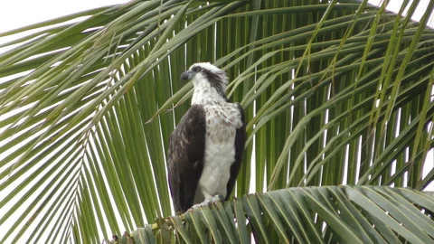 Osprey in  a palm tree Stock Footage 147191868