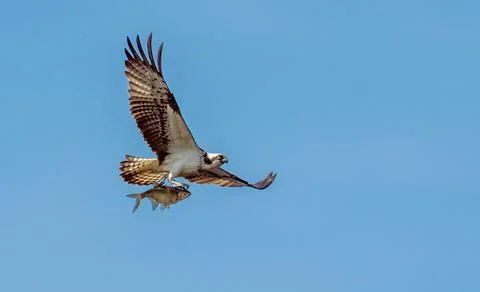 Osprey (Pandion haliaetus) carrying fish in talons in flight Stock Photos