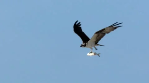 Osprey (Pandion haliaetus) flying with freshly caught fish in clear blue sky Video stock 343201341