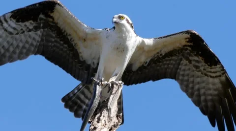 Osprey (Pandion haliaetus) Stock Footage 59478133