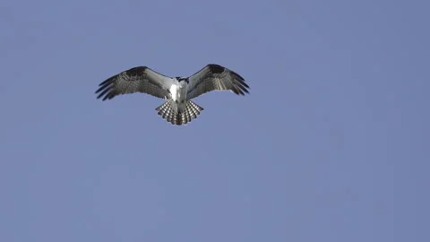 Osprey (Pandion haliaetus) hovering against blue sky, looking for prey Stock-Footage 243714646