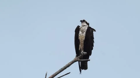 Osprey (Pandion haliaetus) Perched on Tree Branch at Sunset on Pacific Coast 스톡 동영상 337189803