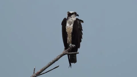Osprey (Pandion haliaetus) Perched on Tree Branch at Sunset on Pacific Coast Vídeo Stock 337189872