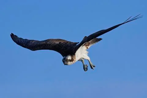 Osprey (Pandion haliaetus) Stock Photos