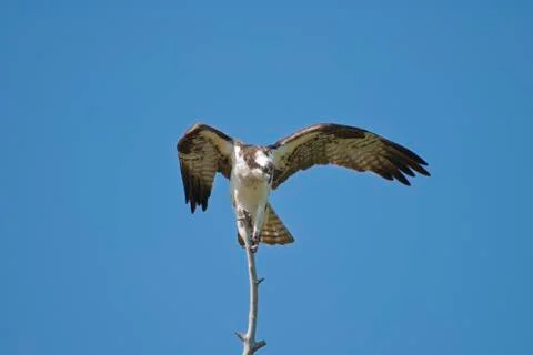 Osprey on perch Stock Photos