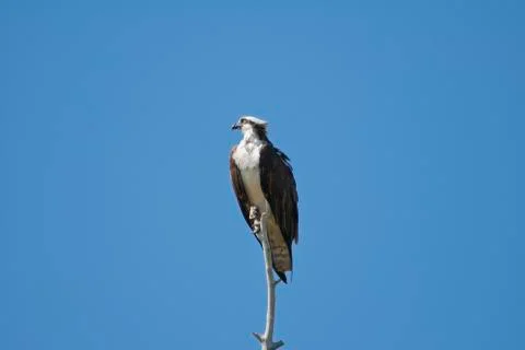Osprey on perch Stock-Fotos