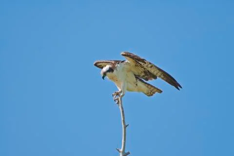 Osprey on perch Foto stock