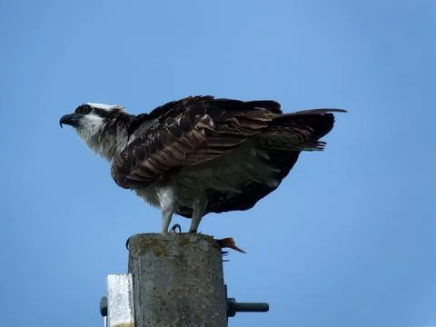 Osprey on Perch Stock Photos