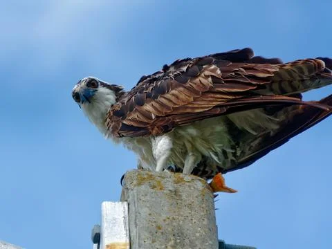 Osprey on Perch Stock-Fotos