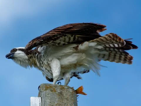 Osprey on Perch Stock-Fotos