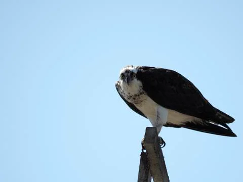 Osprey Perched Above Stock Photos