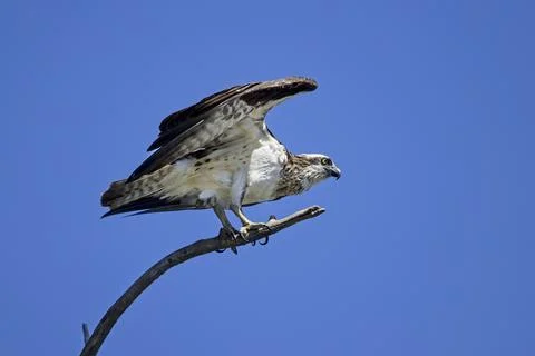 Osprey perched on a bare branch. Stock Photos
