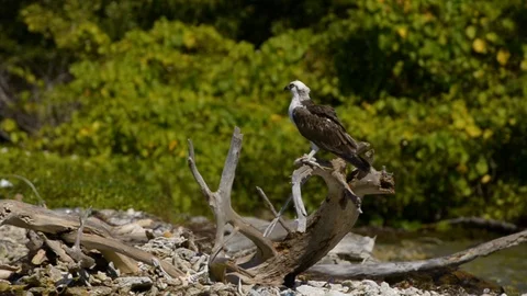 Osprey perched on branch with catch in Belize Video stock 105037839