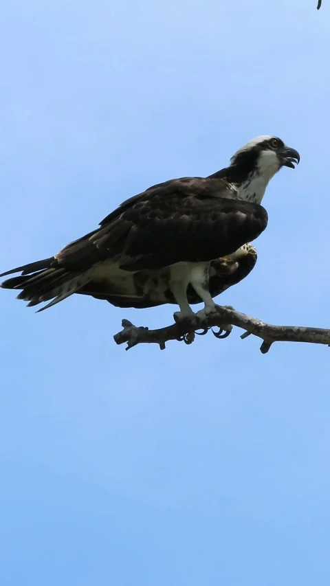 Osprey Perched on Branch Opening Beak with Natural Ambient Sound – Vertical HD Stock-Footage 342687842