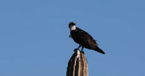 Osprey Perched on a Cactus in the Desert Stock Footage 302838764
